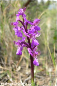 Orchid Alt Emporda Costa Brava