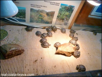 Albera Tortoise Centre