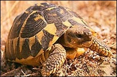 Albera Tortoise Centre Albera Tortoise Centre