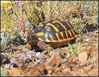 Albera Tortoise Centre