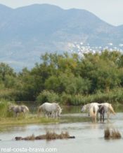 Aiguamolls d L'Emporda Costa Brava