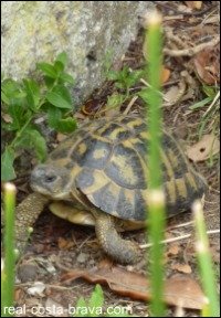 Tortoise Alt Emporda Costa Brava