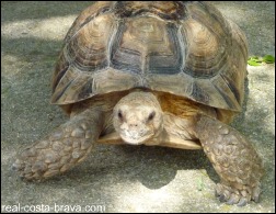 Albera Tortoise Centre